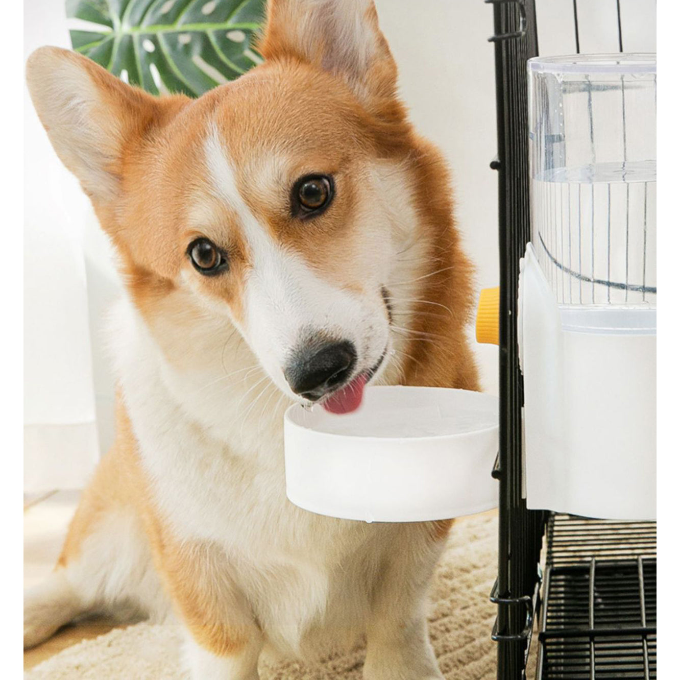 Pet Automatic Water Food Feeder Set Pet Cage Suspended Water Dispenser - White